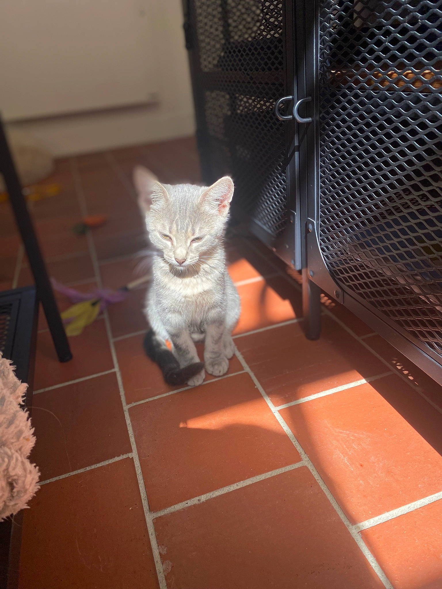 Aïna a rejoint le concours — aidez-le/la à gagner de superbes lots ! black, carnivore, cat, comfort, domestic_short_haired_cat, fawn, felidae, floor, flooring, fur, grey, hardwood, line, mesh, small_to_medium_sized_cats, snout, tail, vertebrate, whiskers, wood