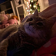 Tiny Diamond joined the competition — help win amazing prizes! bedroom, blanket, bokeh_lights, cat, christmas_tree, close_up, cozy, cute, fur, indoors, night, pet, pink_blanket, portrait, relaxed, sleepy, soft_lighting, stuffed_animals, tabby_cat, whiskers