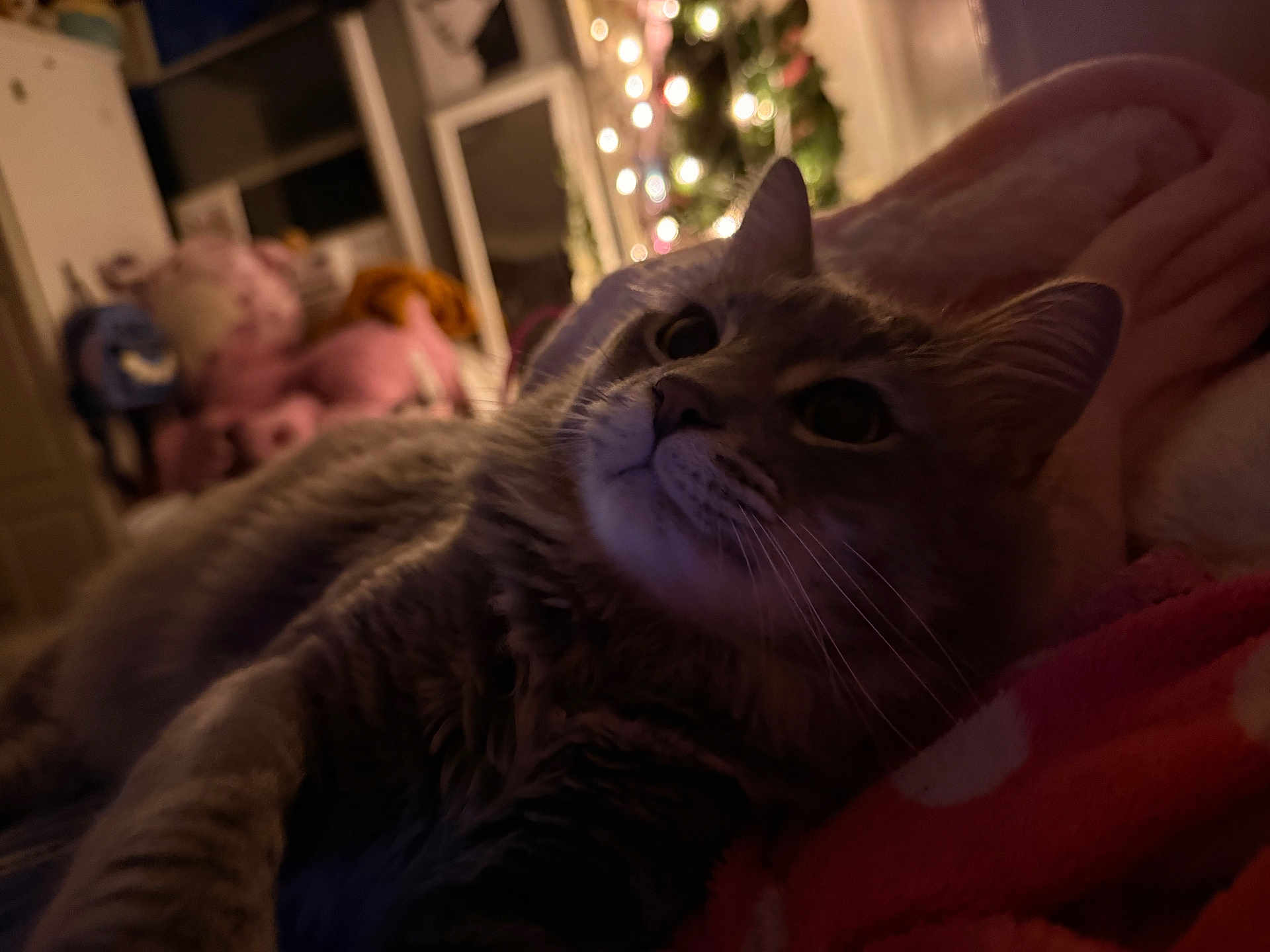 Tiny Diamond joined the competition — help win amazing prizes! bedroom, blanket, bokeh_lights, cat, christmas_tree, close_up, cozy, cute, fur, indoors, night, pet, pink_blanket, portrait, relaxed, sleepy, soft_lighting, stuffed_animals, tabby_cat, whiskers