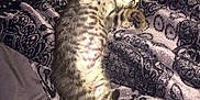 Simba participe au concours pour gagner de l'argent avec cette photo :
