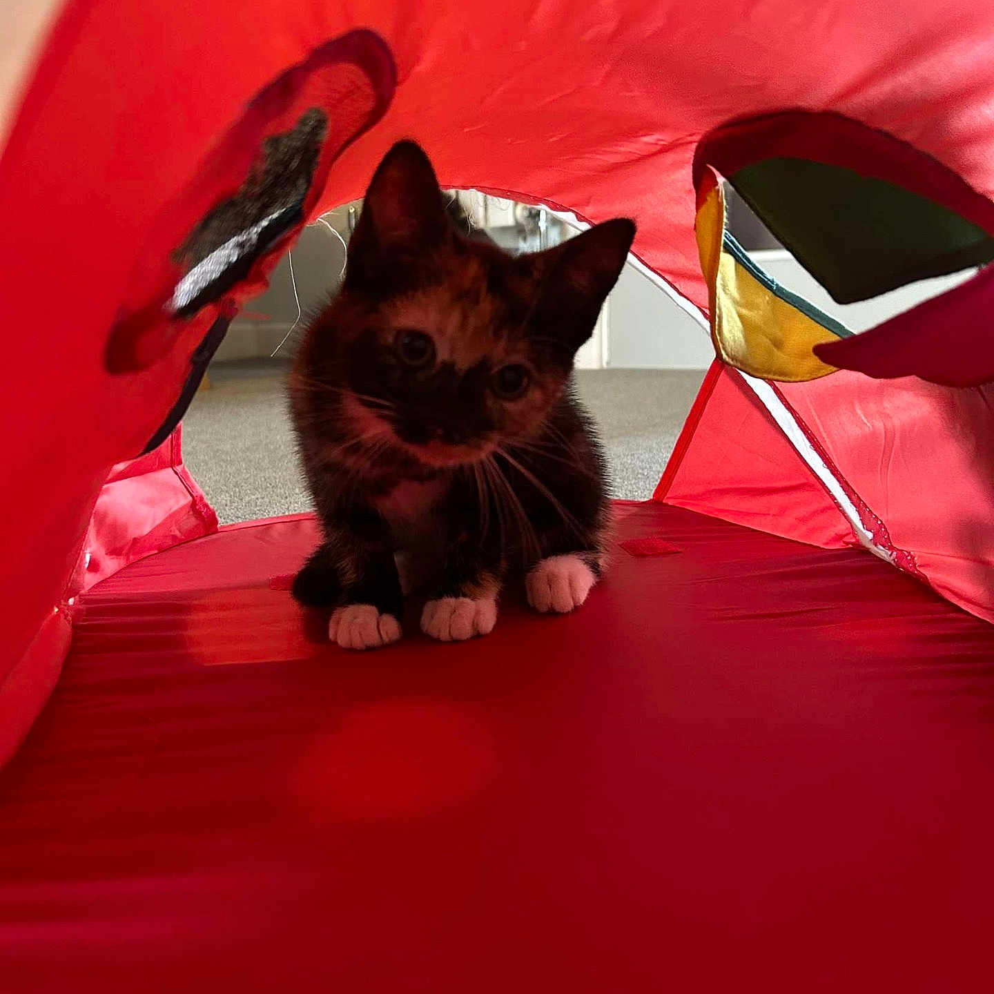 Millie joined the competition — help win amazing prizes! animal, architecture, building, camping, cat, face, furniture, head, indoors, interiordesign, kitten, manx, nature, outdoors, person, pet, photography, portrait, shelter, tent