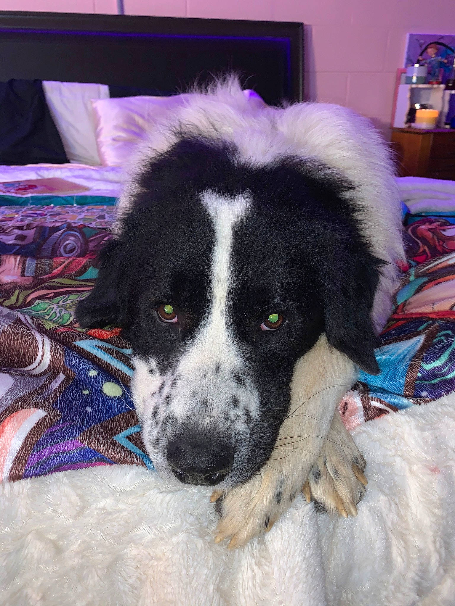 Zuse is registered to the contest to win money with this photo: bucovina_shepherd_dog, canidae, carnivore, companion_dog, dog, dog_breed, fur, giant_dog_breed, karakachan_dog, landseer, mammal, moscow_watchdog, mucuchies, nose, pyrenean_mastiff, rare_breed_dog, sporting_group, stabyhoun, tornjak, vertebrate