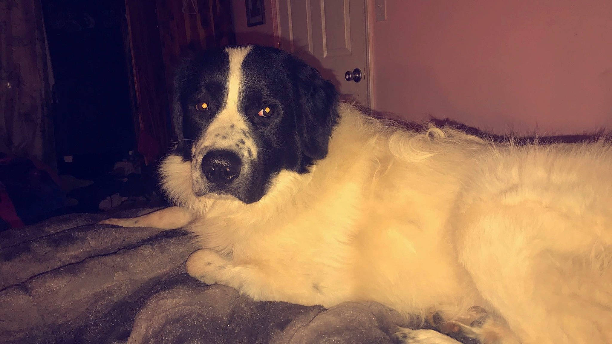 Zuse is registered to the contest to win money with this photo: bucovina_shepherd_dog, canidae, carnivore, companion_dog, dog, dog_breed, drentse_patrijshond, karakachan_dog, landseer, mammal, moscow_watchdog, mucuchies, pyrenean_mastiff, rafeiro_do_alentejo, rare_breed_dog, snout, sporting_group, st_bernard, tornjak, vertebrate