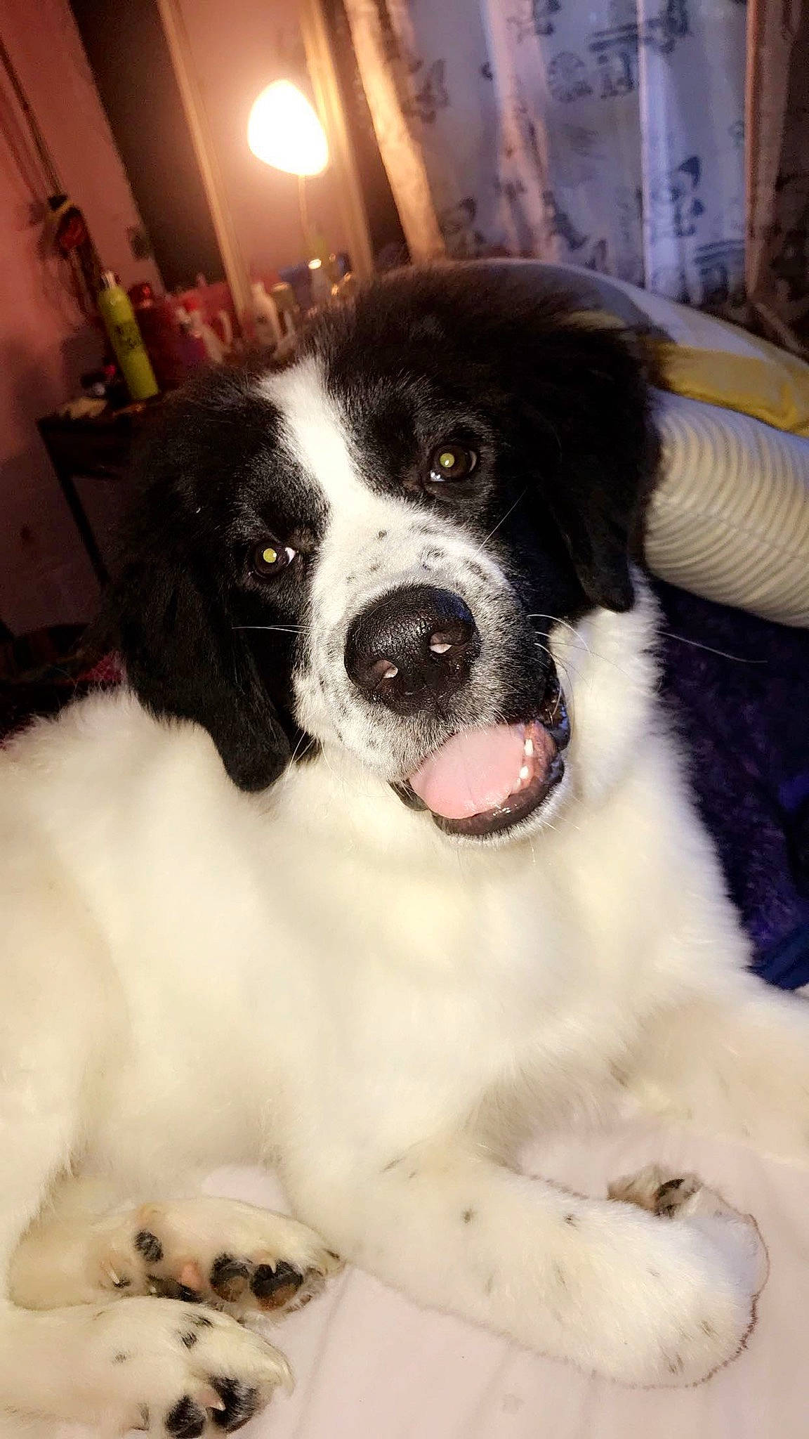 Zuse is registered to the contest to win money with this photo: canidae, carnivore, dog, dog_breed, drentse_patrijshond, karakachan_dog, landseer, mammal, moscow_watchdog, mucuchies, nose, pyrenean_mastiff, rare_breed_dog, snout, spaniel, sporting_group, st_bernard, stabyhoun, vertebrate, wetterhoun