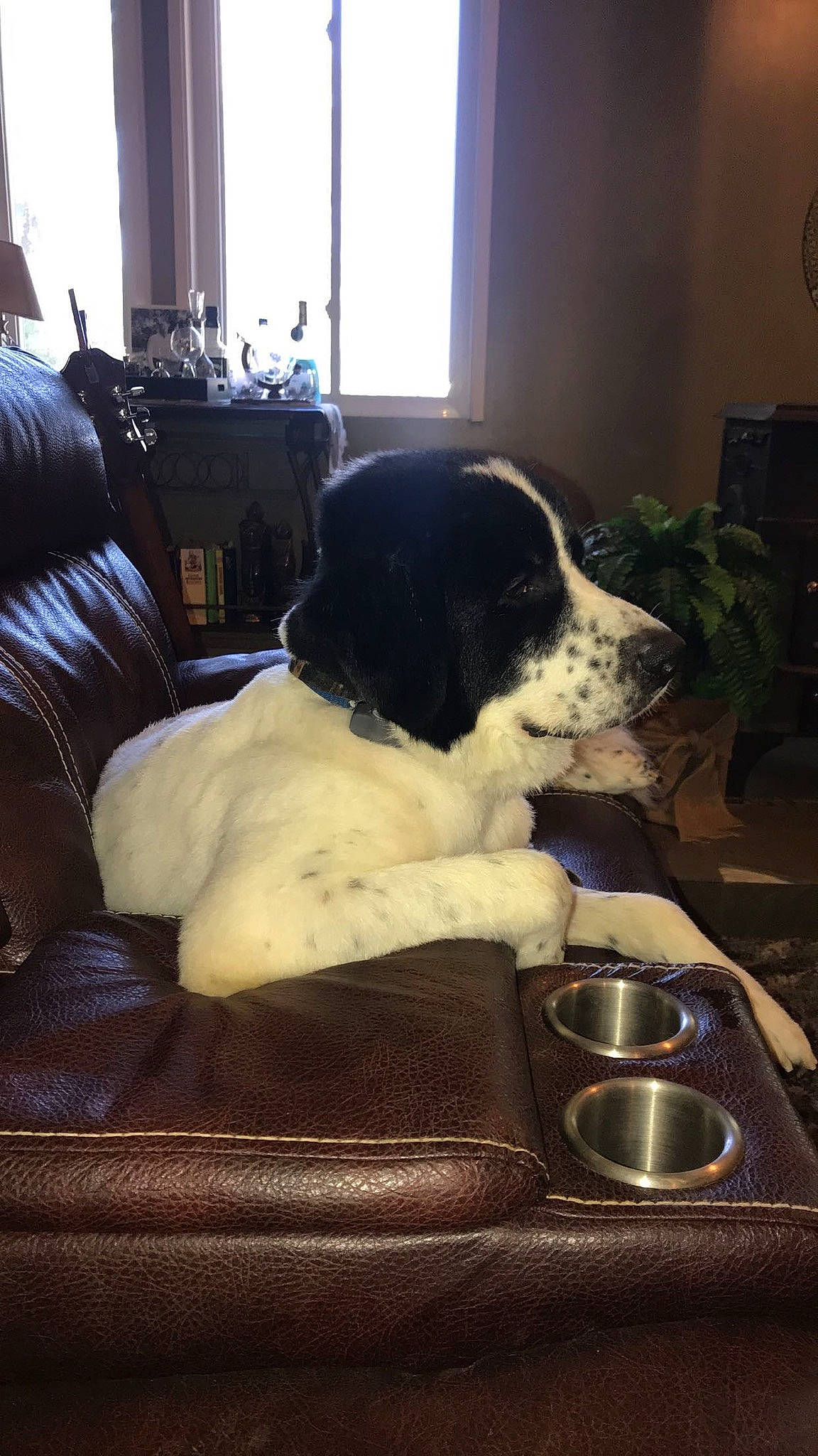 Zuse joined the competition — help win amazing prizes! canidae, carnivore, companion_dog, dog, dog_breed, english_springer_spaniel, landseer, sporting_group, tibetan_terrier
