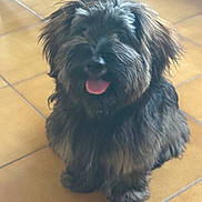 Lucky participe au concours pour gagner de l'argent avec cette photo : dog, puppy, pet, indoor, tiled_floor, tongue_out, long_fur, fluffy, sitting, portrait, brown_fur, black_fur, fur, cute, looking_at_camera, paws, dark_eyes, home, tile_floor, adorable