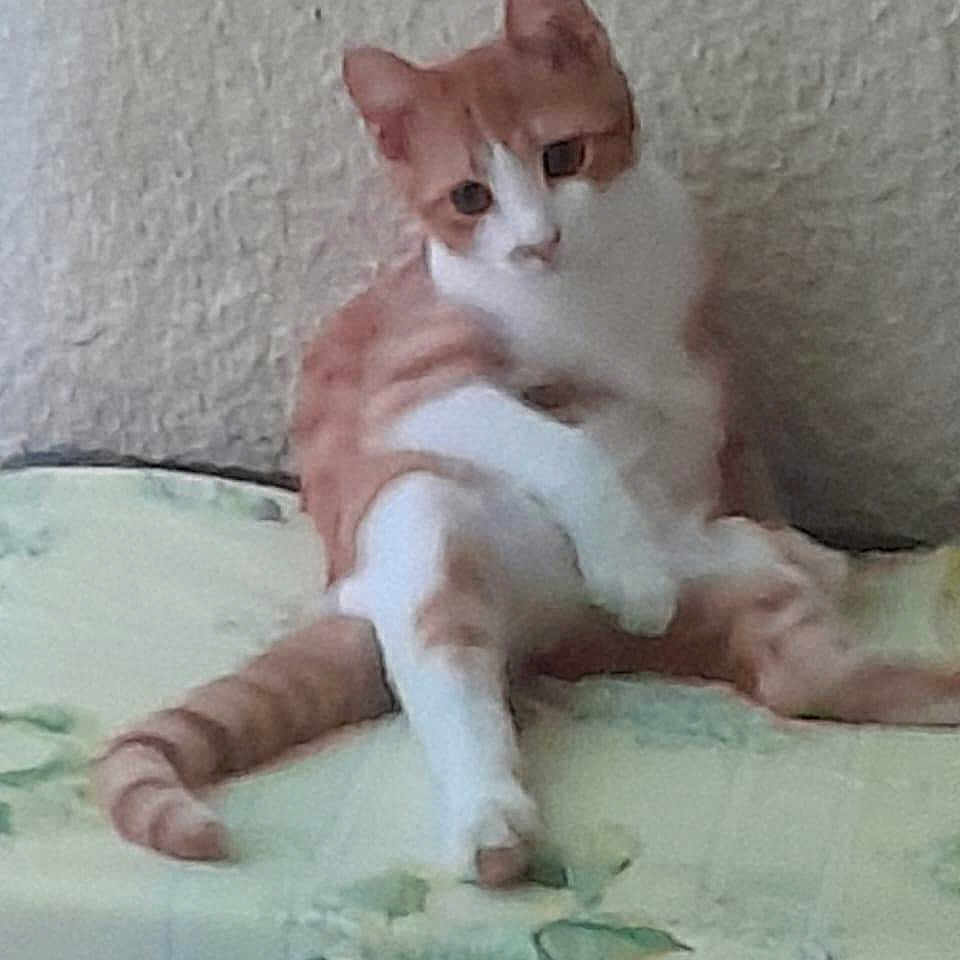 Pouci