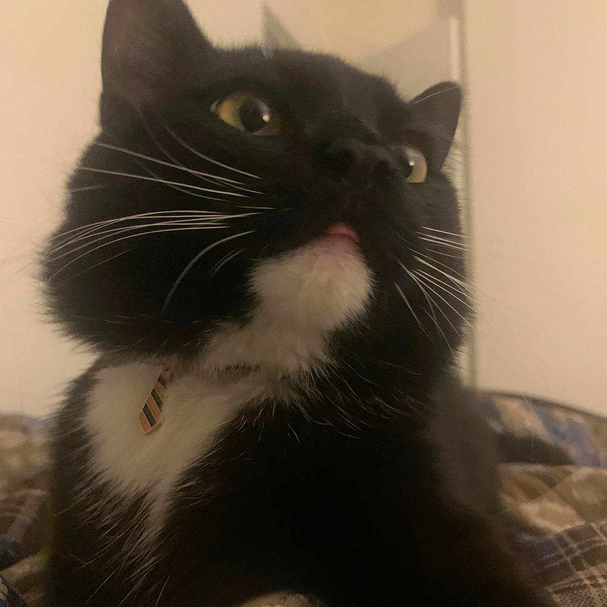 Bisi