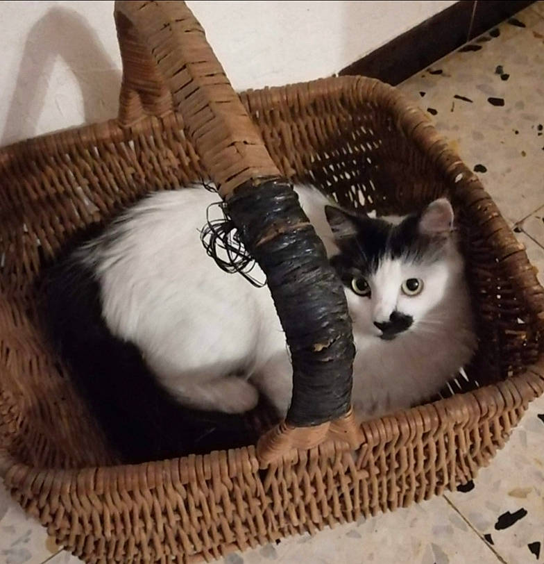 Chanel a rejoint le concours — aidez-le/la à gagner de superbes lots ! basket, carnivore, cat, cat_bed, domestic_short_haired_cat, felidae, fur, home_accessories, kitten, maine_coon, munchkin, norwegian_forest_cat, picnic_basket, ragamuffin, ragdoll, small_to_medium_sized_cats, tail, turkish_van, whiskers, wicker