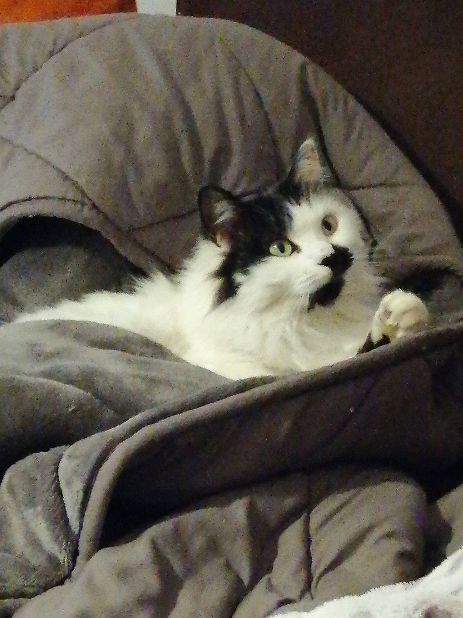 Chanel a rejoint le concours — aidez-le/la à gagner de superbes lots ! black_and_white, carnivore, cat, felidae, fur, furniture, kitten, norwegian_forest_cat, small_to_medium_sized_cats, whiskers