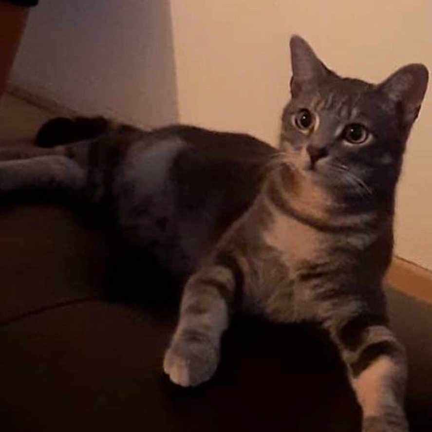 Simba a rejoint le concours — aidez-le/la à gagner de superbes lots ! alert, animal, cat, couch, domestic, ears, feline, floor, fur, indoor, leather, mammal, paws, pet, relaxed, resting, shadow, tabby, wall, whiskers