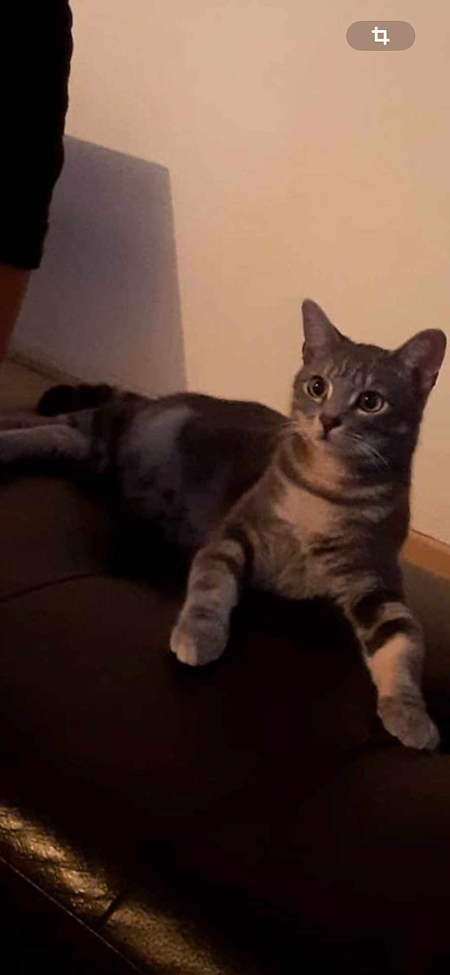 Simba a rejoint le concours — aidez-le/la à gagner de superbes lots ! cat, tabby, indoor, couch, leather, pet, animal, feline, relaxed, alert, shadow, wall, floor, domestic, mammal, whiskers, paws, ears, fur, resting