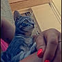 cat, tabby_cat, pet, animal, curious, person, hand, nail_polish, red_nails, arm, indoor, window, shutter, wall, texture, close_up, feline, domestic_animal, looking_away, resting
