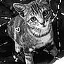 cat, tabby, pet, animal, feline, indoor, blanket, pattern, curious, looking_up, whiskers, ears, fur, mammal, cute, domestic, young_cat, heart_marking, black_and_white, portrait