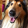 dog, collie, pet, indoor, smiling, fluffy, long_hair, animal, canine, portrait, happy, domestic, furry, face, tongue_out, house, lamp, wooden_ceiling, open_door, background