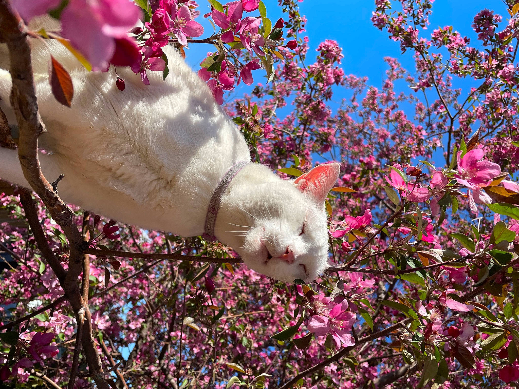 Freya is registered to the contest to win money with this photo: blossom, botany, branch, carnivore, cat, cherry_blossom, felidae, flower, flowering_plant, fur, gesture, magenta, petal, pink, plant, sky, small_to_medium_sized_cats, spring, tree, twig