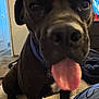 dog, black_dog, tongue_out, close_up, indoor, pet, animal, bed, couch, living_room, fur, collar, door, clock, television, blue_screen, carpet, wall, cute, playful