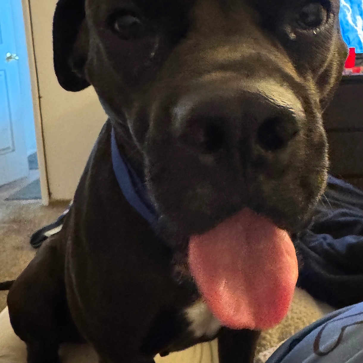 Baby Girl is registered to the contest to win money with this photo: animal, bed, black_dog, blue_screen, carpet, clock, close_up, collar, couch, cute, dog, door, fur, indoor, living_room, pet, playful, television, tongue_out, wall