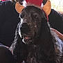 dog, pet, indoor, elf_hat, costume, black_dog, gray_dog, fur, animal, holiday, christmas, festive, person, seated, couch, long_ears, portrait, close_up, companion, cute