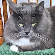 Thomas is registered to the contest to win money with this photo: cat, gray_cat, fluffy, yellow_eyes, whiskers, green_cushion, wooden_chair, indoor, pet, relaxed, feline, close_up, fur, animal, resting, domestic_cat, portrait, chair, cozy