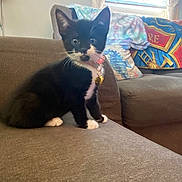 Bella is registered to the contest to win money with this photo: animal, architecture, bed, building, cat, chair, couch, cushion, furniture, homedecor, indoors, interiordesign, kitten, livingroom, manx, pet, photoframe, plant, pottedplant, room