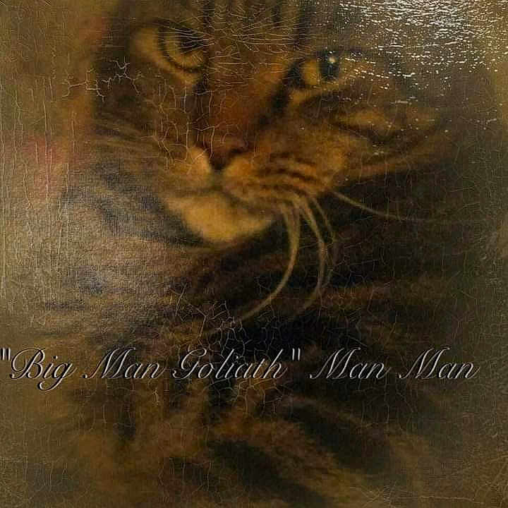 Big Man Goiliath is registered to the contest to win money with this photo: art, big_cats, book_cover, carnivore, cat, darkness, domestic_short_haired_cat, felidae, font, fur, illustration, paw, photo_caption, poster, small_to_medium_sized_cats, tail, terrestrial_animal, visual_arts, whiskers, wildlife