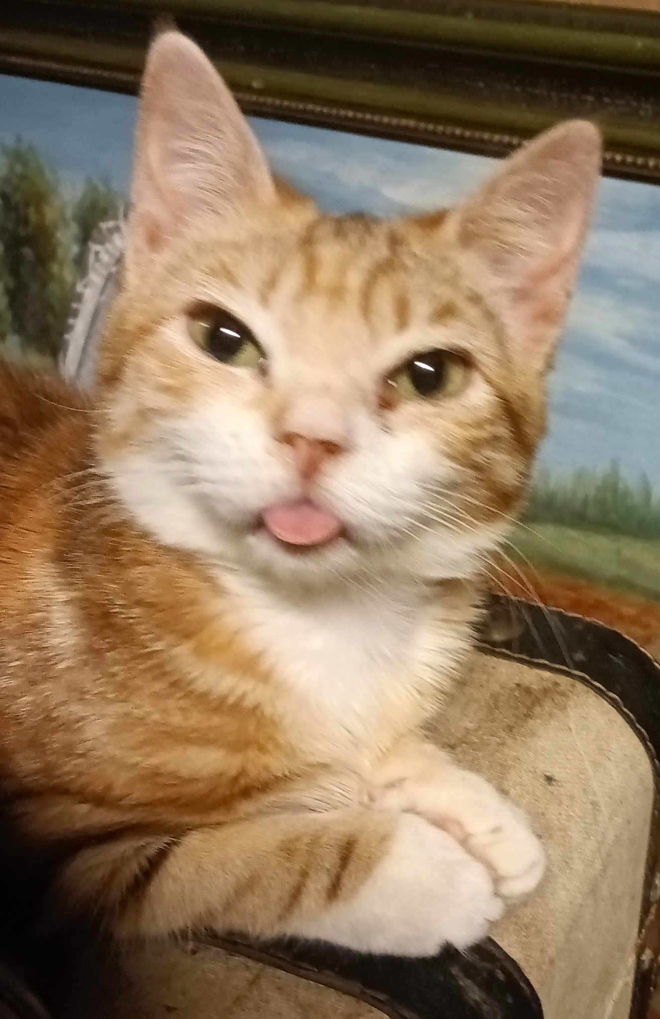 Pawcheney Wine