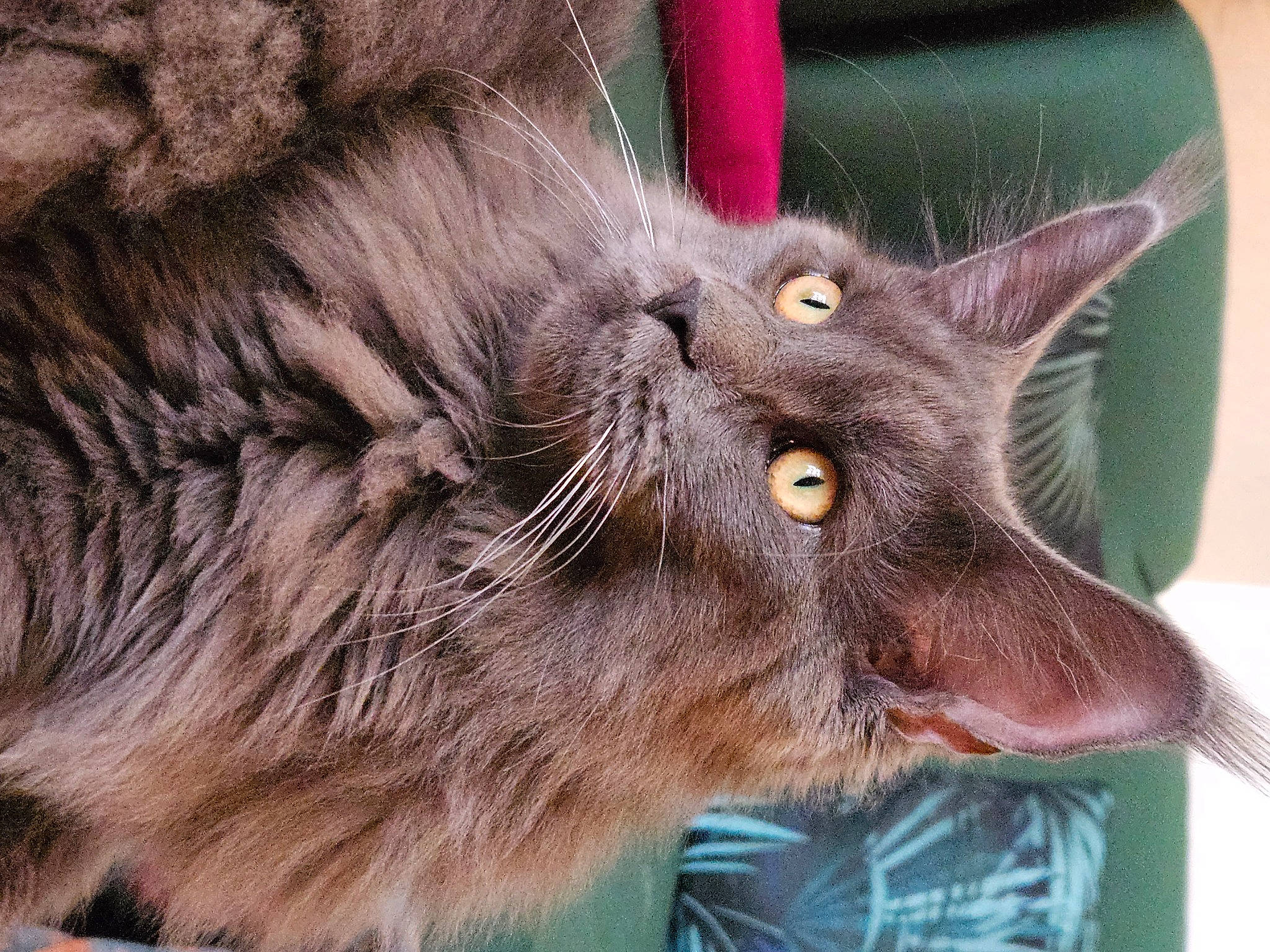 Ulkane participe au concours pour gagner de l'argent avec cette photo : black_cat, carnivore, cat, chartreux, claw, domestic_short_haired_cat, ear, eye, fawn, felidae, fur, havana_brown, korat, liver, paw, small_to_medium_sized_cats, snout, terrestrial_animal, whiskers, working_animal