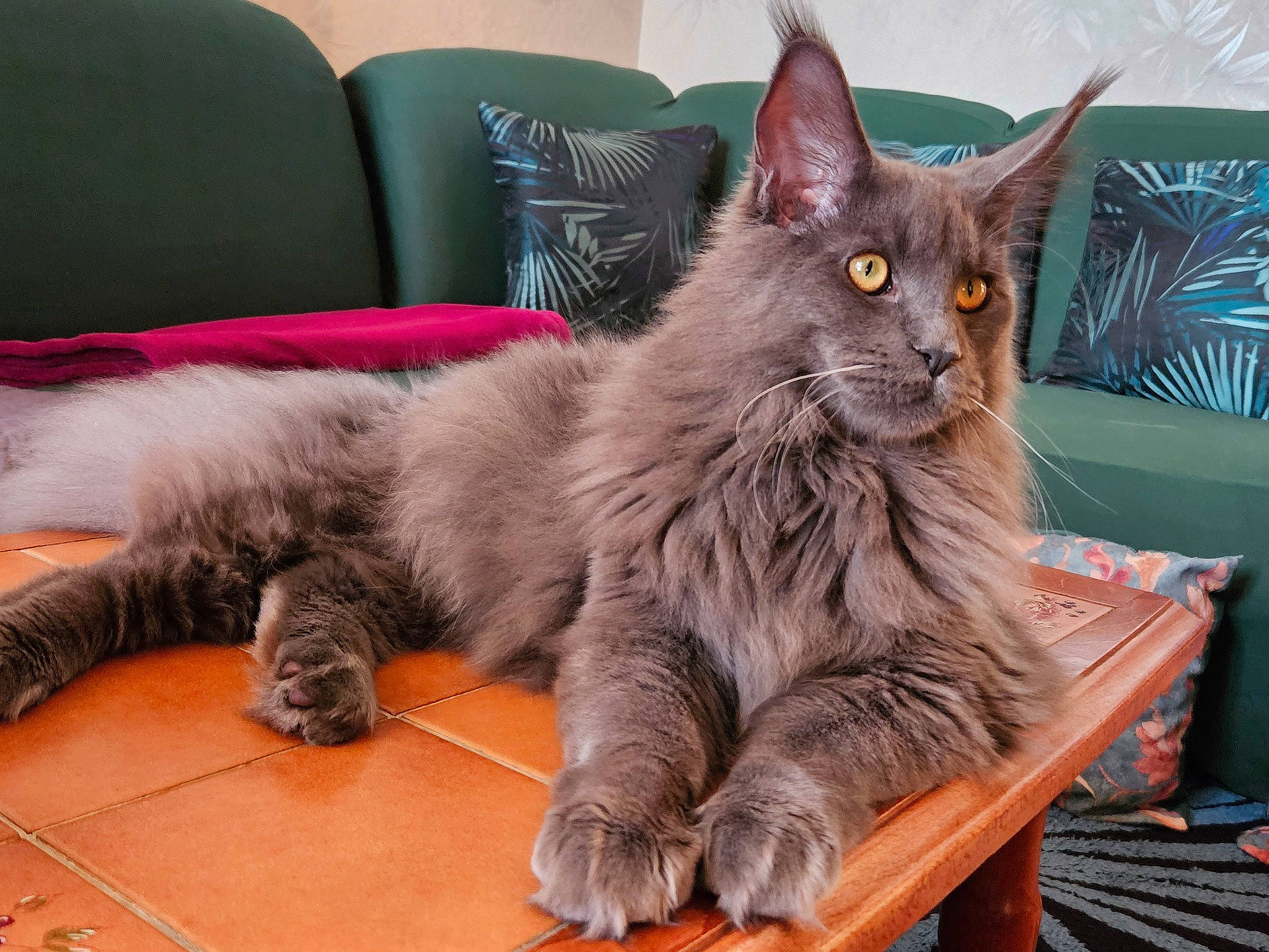 Ulkane a rejoint le concours — aidez-le/la à gagner de superbes lots ! carnivore, cat, claw, comfort, domestic_short_haired_cat, felidae, fur, grey, paw, sitting, small_to_medium_sized_cats, tail, terrestrial_animal, whiskers