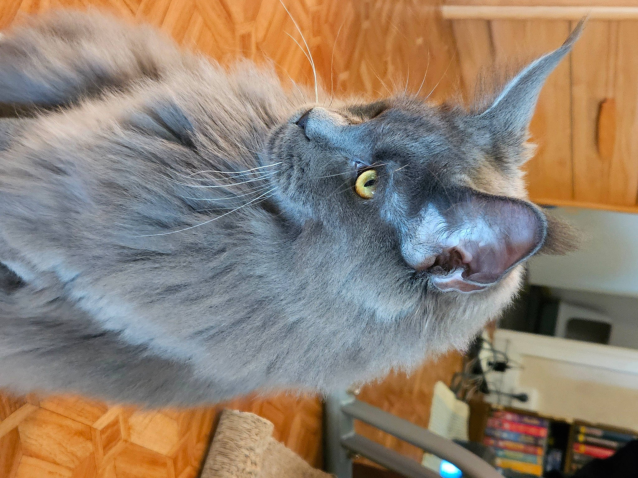 Ulkane a rejoint le concours — aidez-le/la à gagner de superbes lots ! carnivore, cat, claw, domestic_short_haired_cat, electric_blue, felidae, fur, russian_blue, small_to_medium_sized_cats, snout, tail, terrestrial_animal, whiskers