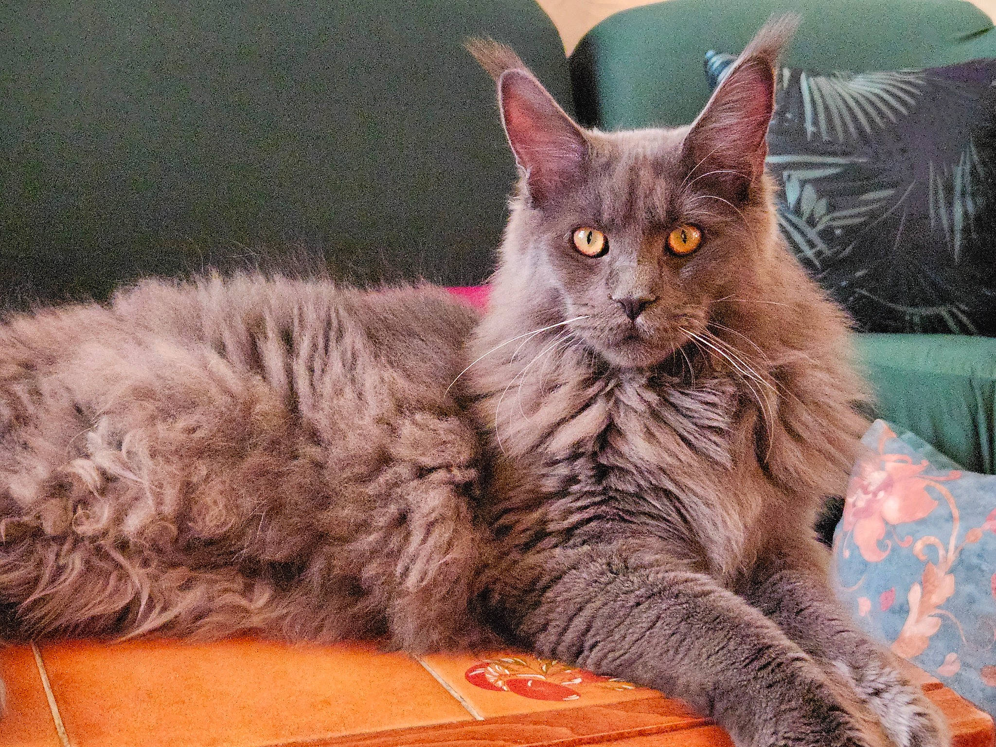 Ulkane participe au concours pour gagner de l'argent avec cette photo : carnivore, cat, cat_supply, claw, comfort, domestic_short_haired_cat, eye, felidae, fur, grey, paw, sitting, small_to_medium_sized_cats, snout, tail, terrestrial_animal, whiskers, window