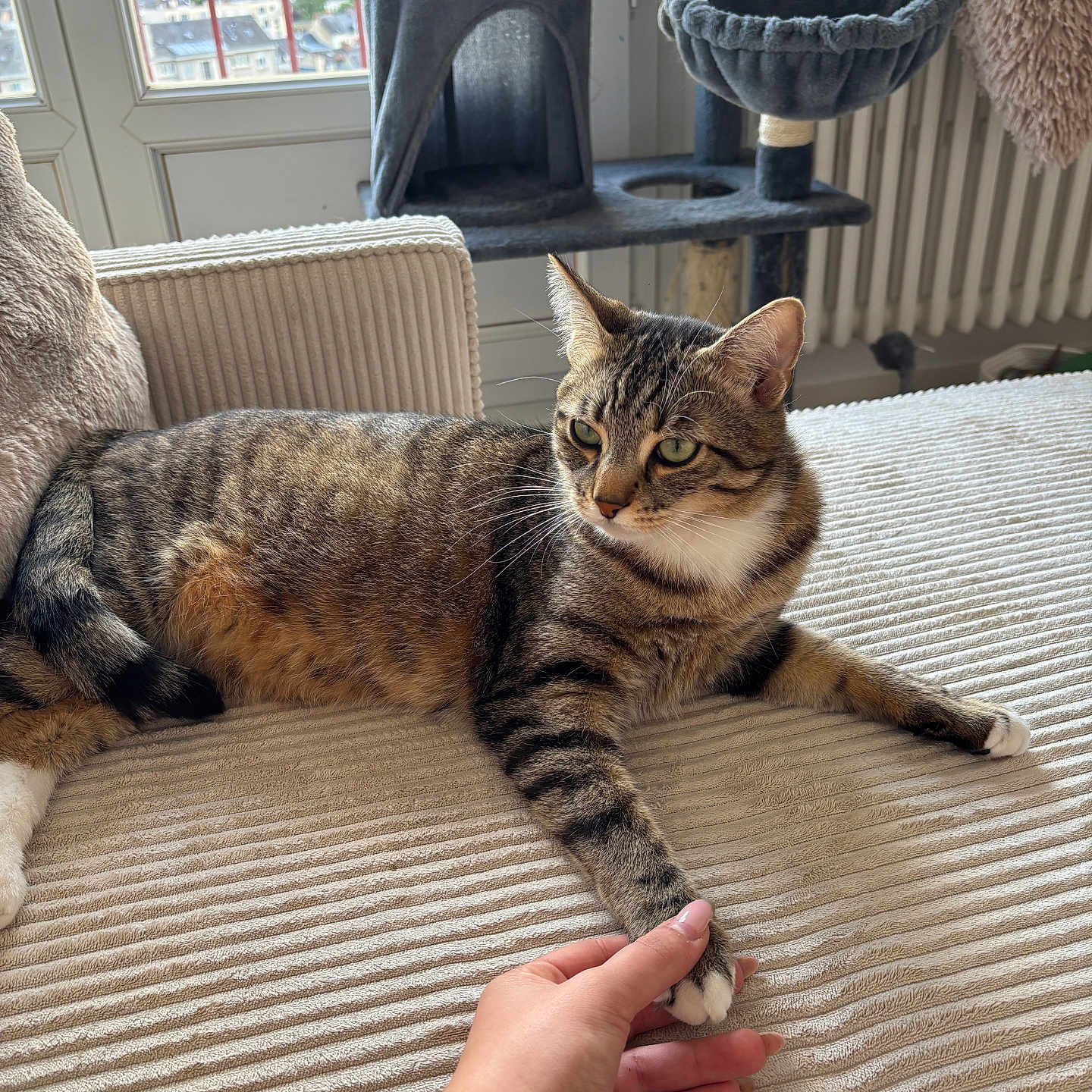 Aïko a rejoint le concours — aidez-le/la à gagner de superbes lots ! accessories, animal, architecture, baby, bodypart, building, cat, chair, couch, furniture, hardwood, homedecor, indoors, interiordesign, kitten, livingroom, person, pet, room, wood