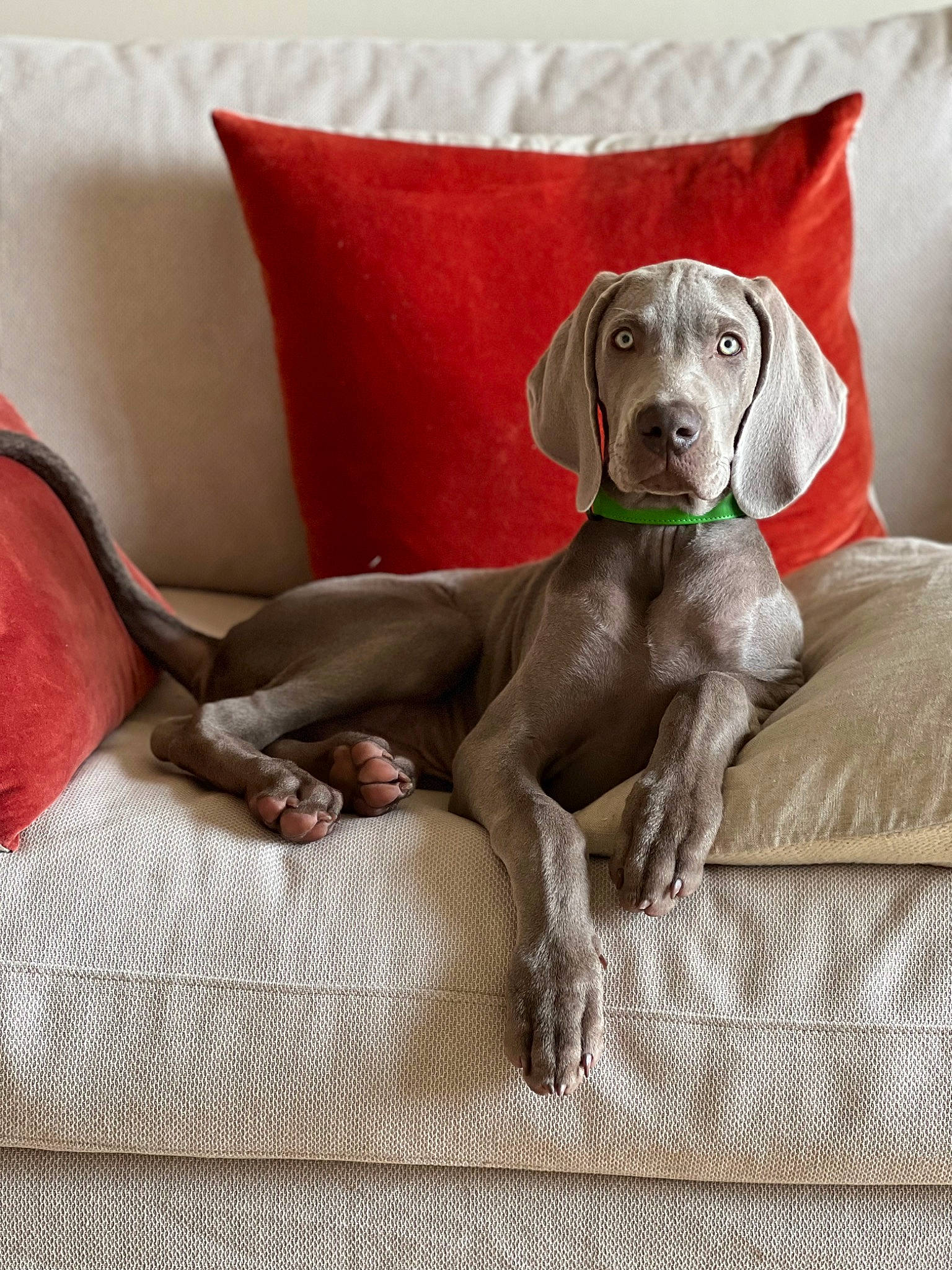 Triumph participe au concours pour gagner de l'argent avec cette photo : canidae, carnivore, collar, comfort, companion_dog, couch, dog, dog_breed, dog_collar, dog_supply, fawn, grey, gun_dog, hunting_dog, liver, non_sporting_group, pet_supply, snout, sporting_group, working_animal