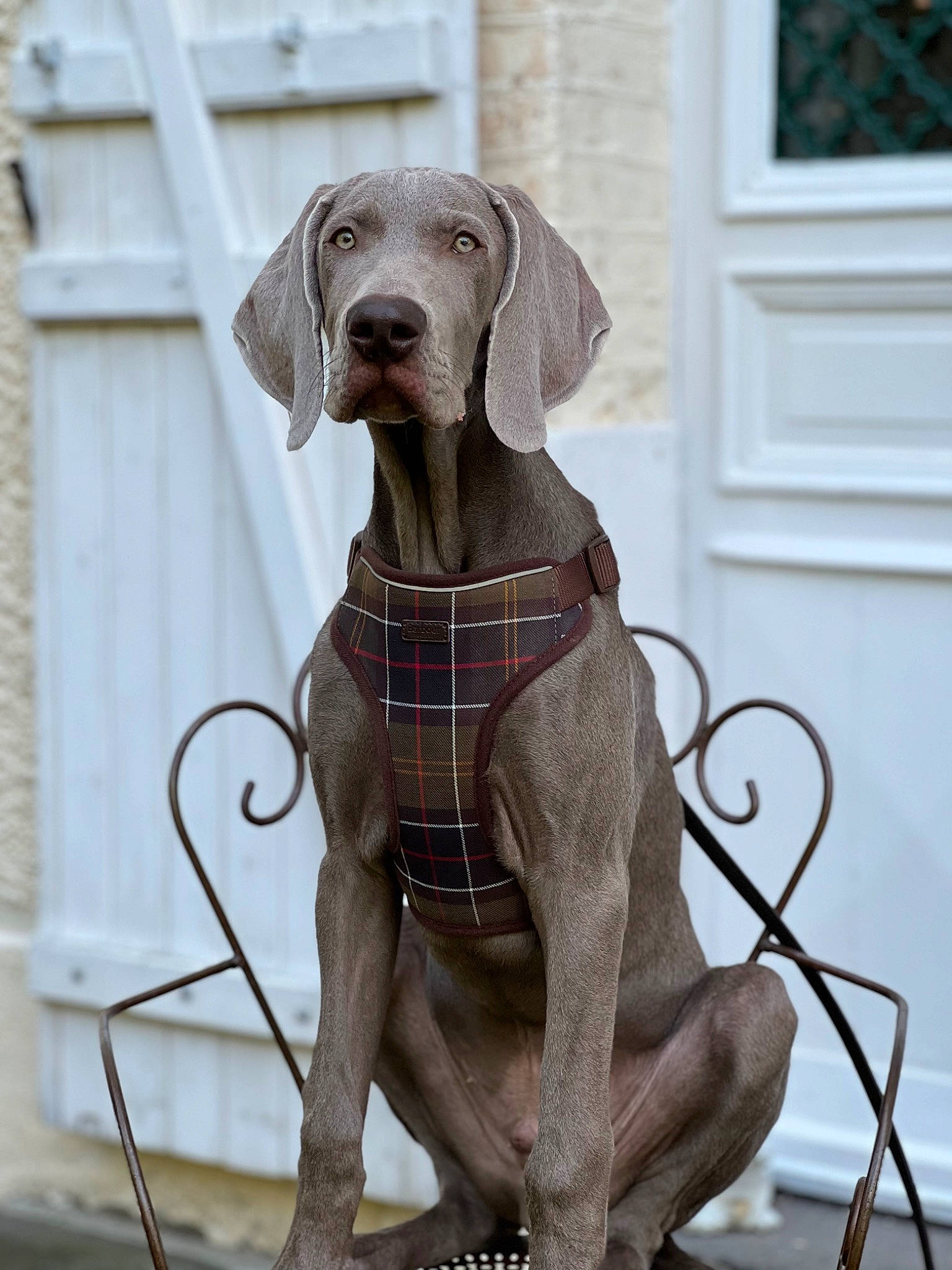 Triumph a rejoint le concours — aidez-le/la à gagner de superbes lots ! canidae, carnivore, collar, companion_dog, dog, dog_breed, dog_collar, dog_supply, door, fawn, grey, gun_dog, leash, liver, pet_supply, snout, sporting_group, tail, terrestrial_animal, working_animal