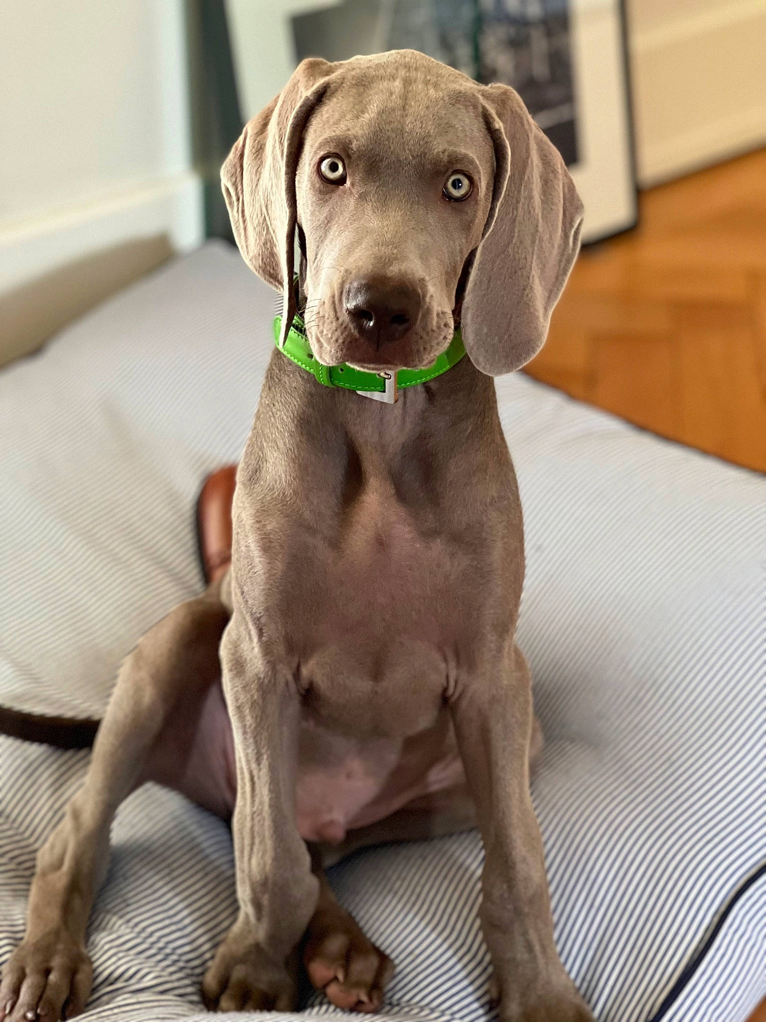 Triumph a rejoint le concours — aidez-le/la à gagner de superbes lots ! canidae, carnivore, collar, comfort, companion_dog, dog, dog_breed, dog_collar, dog_supply, fawn, fur, gun_dog, hunting_dog, liver, pet_supply, snout, sporting_group, webbing, whiskers, working_animal