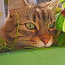cat, tabby, close_up, green_eyes, plant, grass, leaf, outdoor, daylight, pet, animal, curious, face, whiskers, ears, nature, window, blue_sky, building, feline