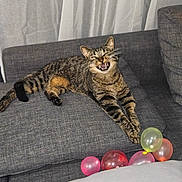 Boule a rejoint le concours — aidez-le/la à gagner de superbes lots ! animal, architecture, balloon, building, cat, couch, cushion, face, furniture, head, homedecor, indoors, kitten, livingroom, person, pet, photography, portrait, room, sphere