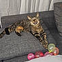 animal, architecture, balloon, building, cat, couch, cushion, face, furniture, head, homedecor, indoors, kitten, livingroom, person, pet, photography, portrait, room, sphere