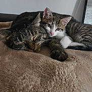 Billy participe au concours pour gagner de l'argent avec cette photo : cat, tabby, kitten, sleeping, snuggling, cozy, blanket, indoor, pet, feline, cute, resting, fur, whiskers, closeup, animal, companionship, relaxing, soft, domestic