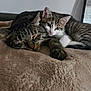 cat, tabby, kitten, sleeping, snuggling, cozy, blanket, indoor, pet, feline, cute, resting, fur, whiskers, closeup, animal, companionship, relaxing, soft, domestic