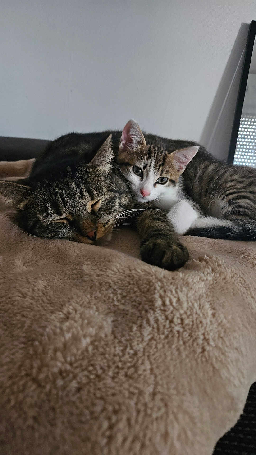 Billy participe au concours pour gagner de l'argent avec cette photo : cat, tabby, kitten, sleeping, snuggling, cozy, blanket, indoor, pet, feline, cute, resting, fur, whiskers, closeup, animal, companionship, relaxing, soft, domestic