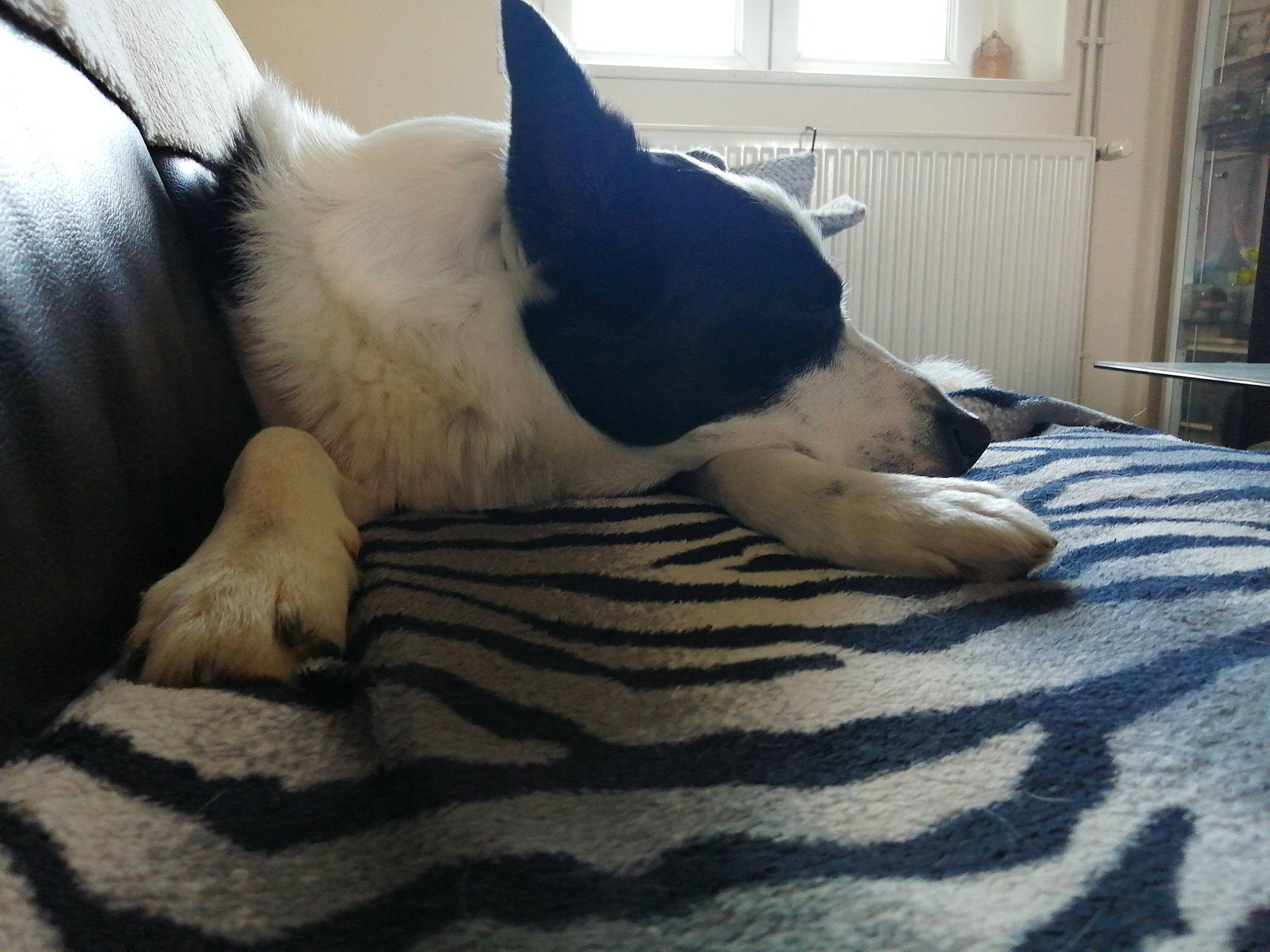 Byron a rejoint le concours — aidez-le/la à gagner de superbes lots ! canidae, carnivore, cat, comfort, companion_dog, dog_breed, domestic_short_haired_cat, eye, felidae, flooring, fur, human_leg, leg, linens, small_to_medium_sized_cats, snout, tail, whiskers, window, wood