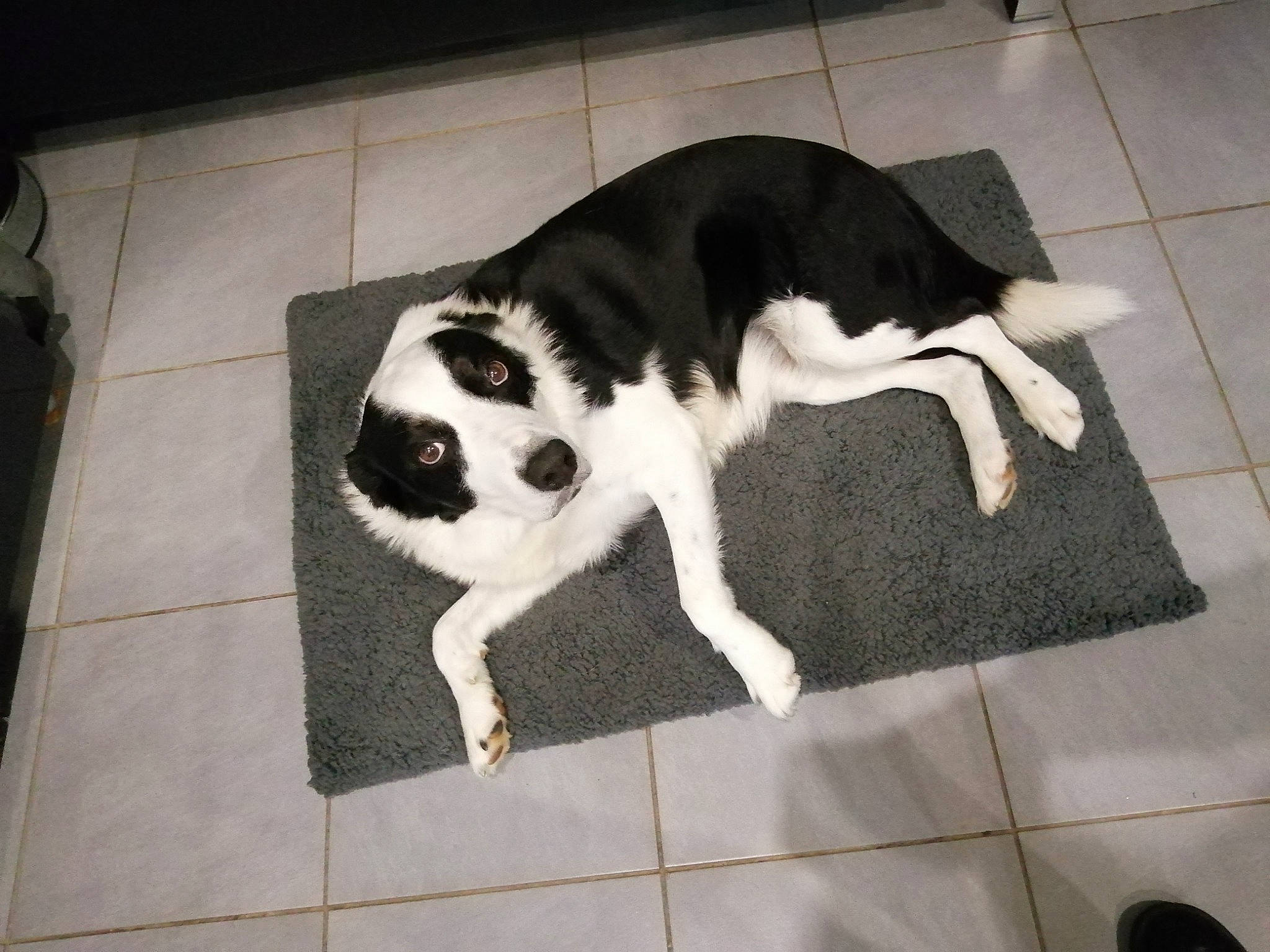 Byron participe au concours pour gagner de l'argent avec cette photo : canidae, carnivore, companion_dog, dog, dog_breed, dog_supply, felidae, floor, flooring, fur, pattern, paw, pet_supply, small_to_medium_sized_cats, snout, sporting_group, tail, terrestrial_animal, whiskers, working_animal