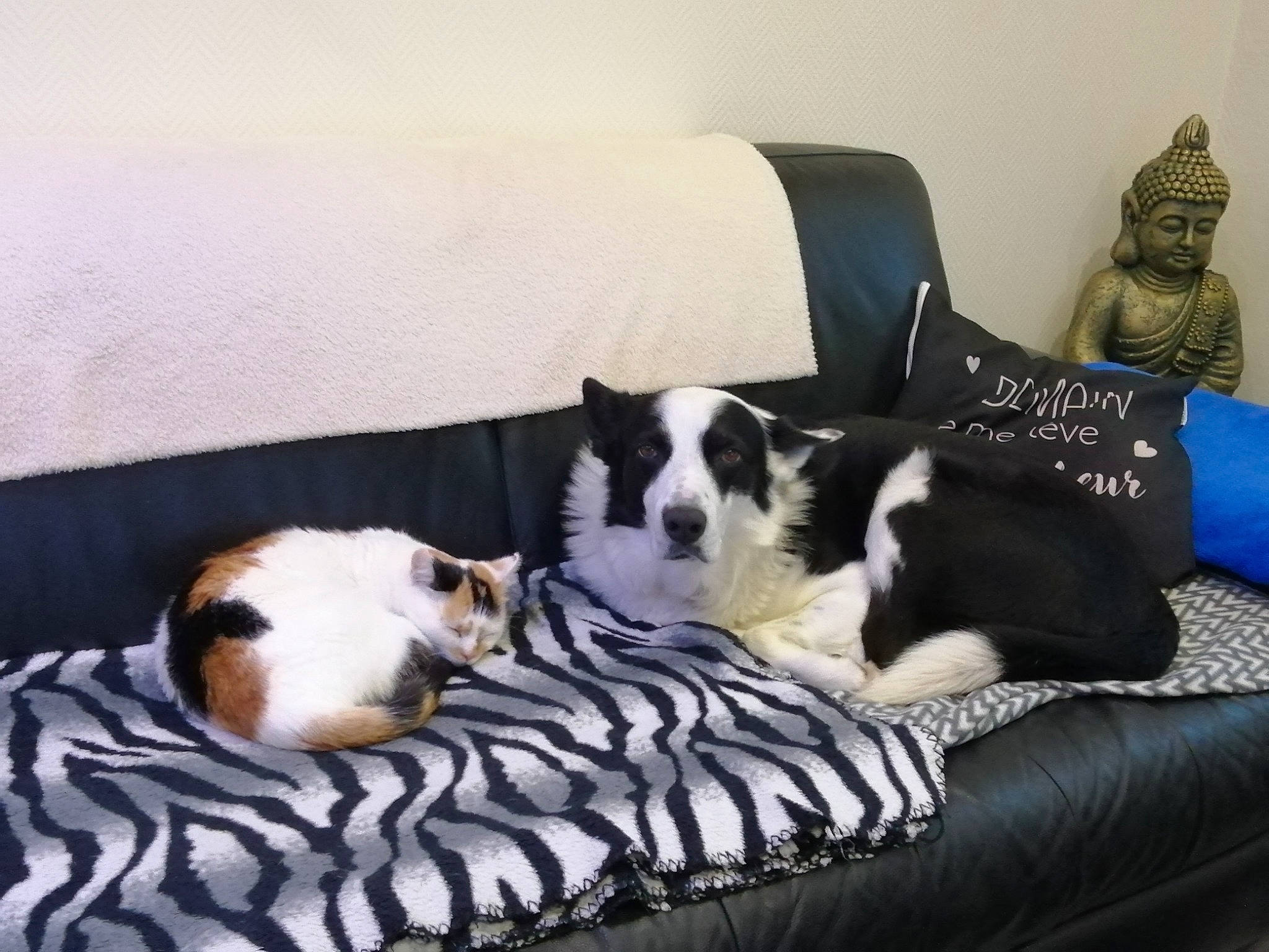 Byron a rejoint le concours — aidez-le/la à gagner de superbes lots ! canidae, carnivore, cat, comfort, companion_dog, couch, dog_breed, felidae, fur, hardwood, living_room, pillow, room, small_to_medium_sized_cats, sporting_group, studio_couch, tail, throw_pillow, whiskers, wood