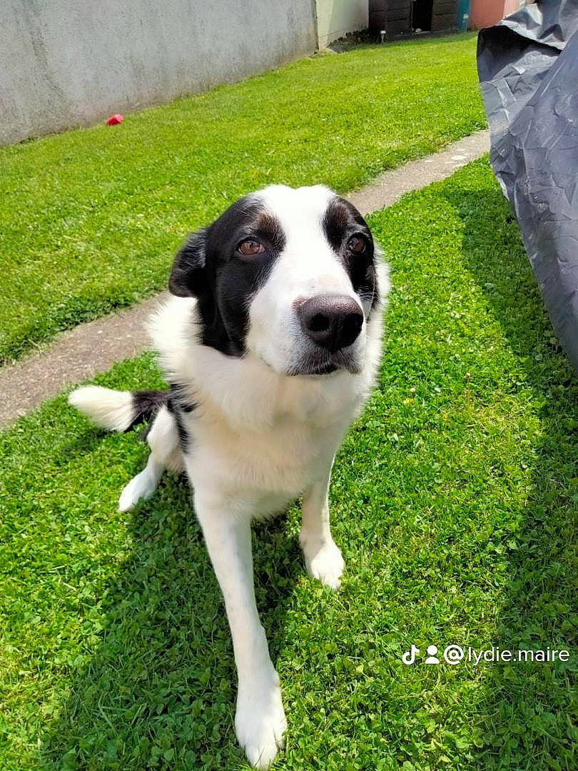Byron a rejoint le concours — aidez-le/la à gagner de superbes lots ! border_collie, carnivore, companion_dog, dog, dog_breed, grass, groundcover, gun_dog, herding_dog, lawn, plant, sporting_group, tail, working_dog, yard