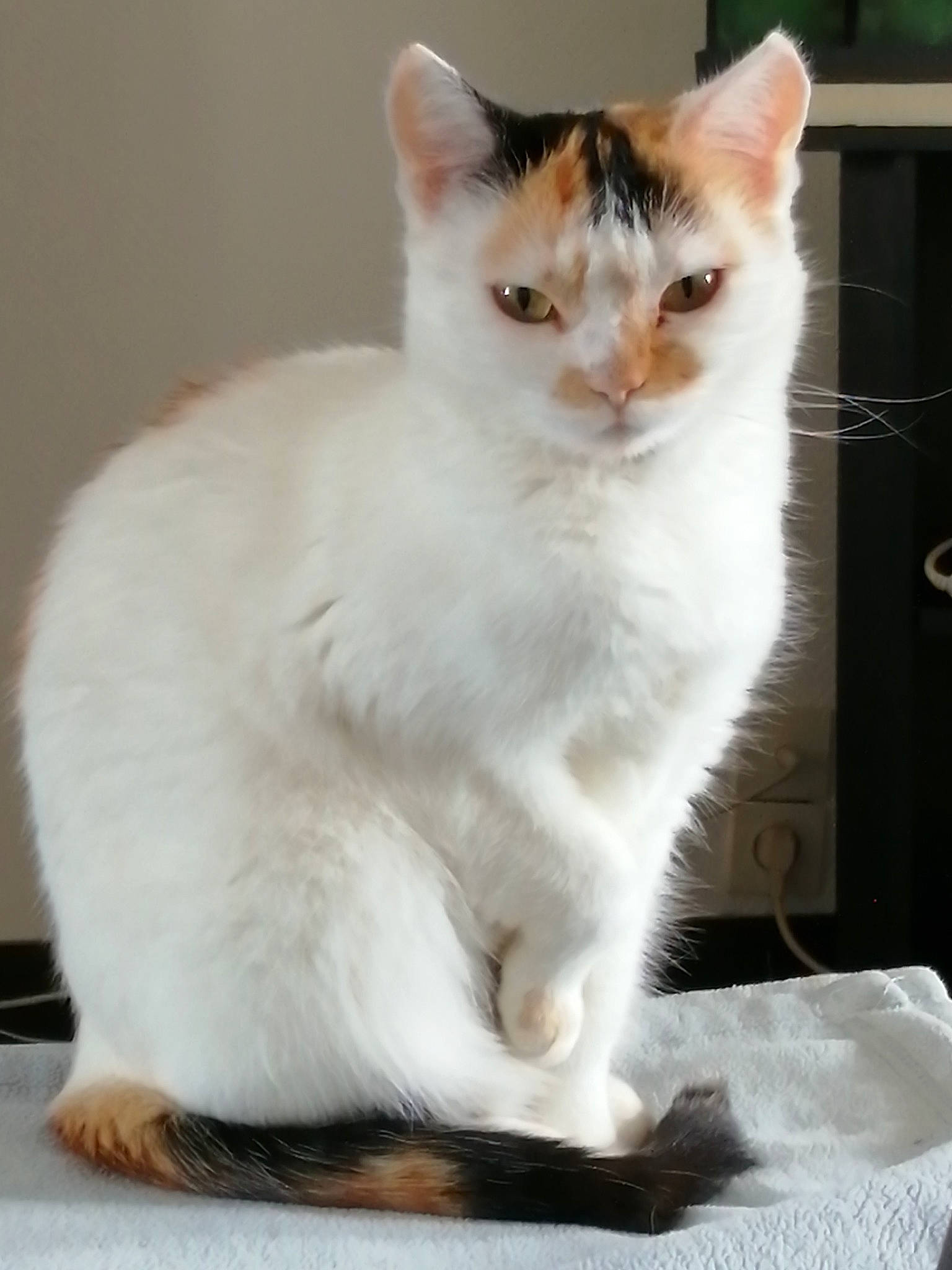 Léa a rejoint le concours — aidez-le/la à gagner de superbes lots ! carnivore, cat, cat_supply, claw, domestic_short_haired_cat, fawn, felidae, fur, paw, pet_supply, sitting, small_to_medium_sized_cats, snout, tail, whiskers, window