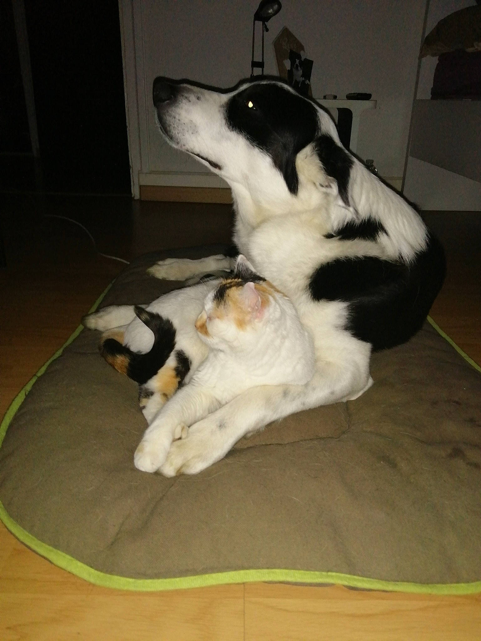 Léa a rejoint le concours — aidez-le/la à gagner de superbes lots ! canidae, carnivore, comfort, companion_dog, dog, dog_breed, dog_supply, fawn, felidae, floor, flooring, foot, fur, hardwood, paw, small_to_medium_sized_cats, sporting_group, tail, whiskers, wood