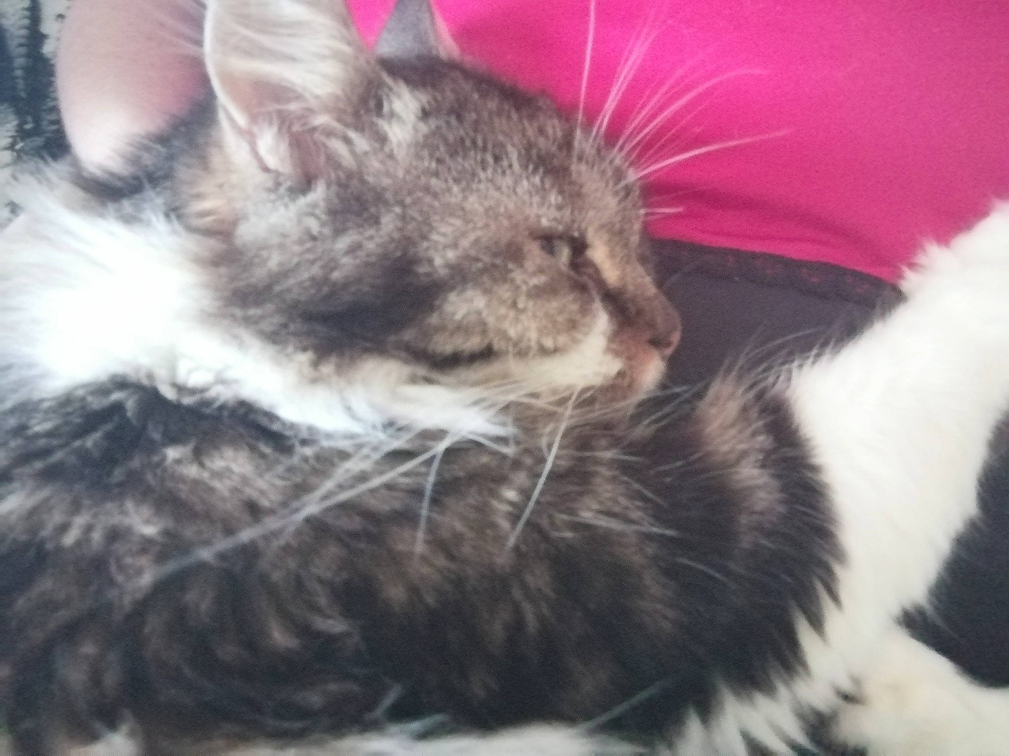 Titoune participe au concours pour gagner de l'argent avec cette photo : carnivore, cat, claw, cloud, comfort, domestic_short_haired_cat, felidae, fur, nap, paw, sky, sleep, small_to_medium_sized_cats, snout, whiskers