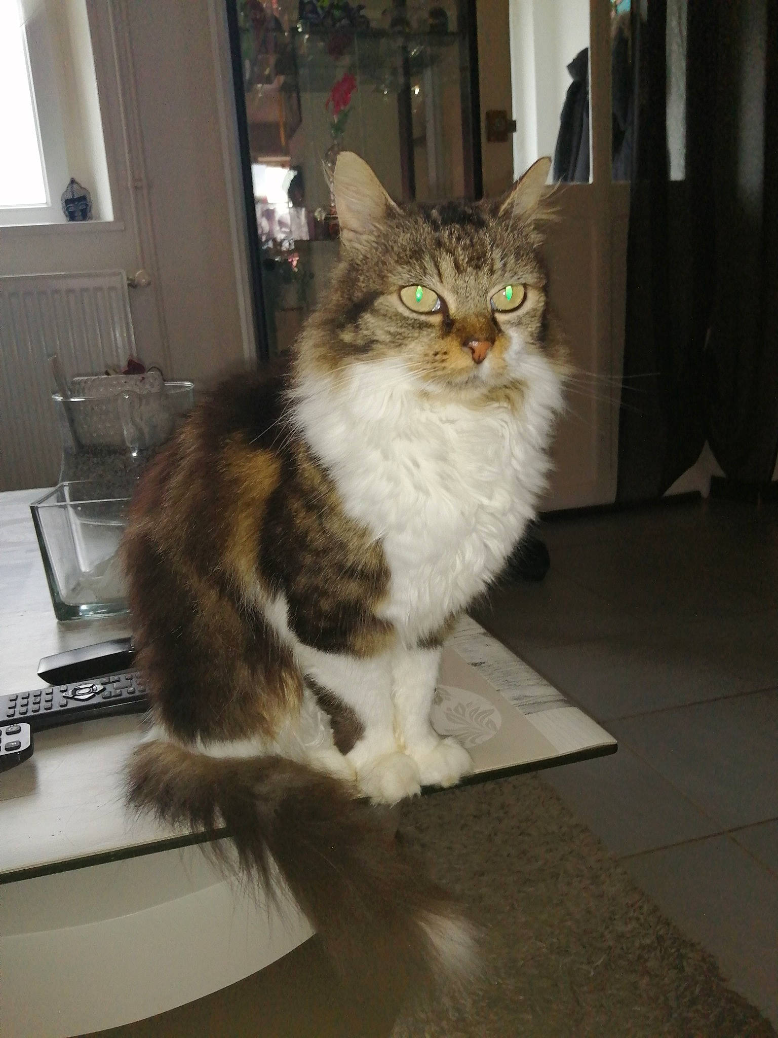 Titoune a rejoint le concours — aidez-le/la à gagner de superbes lots ! box, carnivore, cat, claw, domestic_short_haired_cat, door, fawn, felidae, flooring, fur, hardwood, paw, small_to_medium_sized_cats, snout, table, tail, terrestrial_animal, whiskers, window, wood