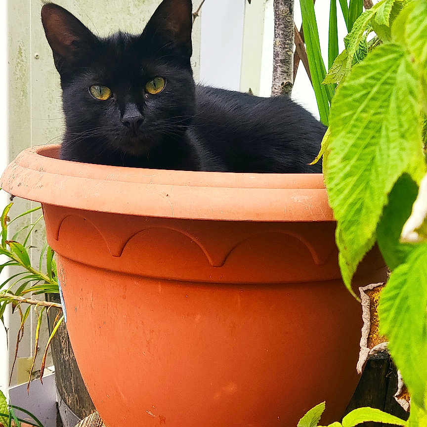Ripley